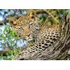 Nathan - Puzzle da 500 pezzi - Gli occhi del leopardo - Adulti e bambini a partire dai 12 anni - Puzzle di alta qualità - Misura perfetta - Collezione Wild Life - 12000959