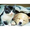 Nathan - Puzzle da 500 pezzi - Wake up - Adulti e bambini a partire dai 12 anni - Puzzle di alta qualità - Adattamento perfetto - Collezione Tendresse - 12000967