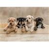 Nathan - Puzzle da 1000 pezzi - American Staffordshire Terriers - Adulti e bambini a partire dai 12 anni - Puzzle di alta qualità - Misura perfetta - Collezione Tendresse - 12001145