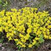 Generic Sedum - selvatiche rare per tappezzanti coltivazione di giardino 100semi