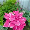 UVJGNDF Raro Hosta, Perenne, Resistente - Giardini e Balconi, Adatto per uso interno ed esterno-4bulbi-F