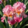 UIYERWC Iris - Perenni Resistenti, Effetto scenografico eccellente, Naturali e biologiche, Adatte ai giardini all'aperto-4Rizomi-B