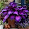 UVJGNDF Raro Hosta, Perenne, Resistente - Giardini e Balconi, Adatto per uso interno ed esterno-4bulbi-H
