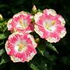 FNOIHMN granello di Ibisco- perenne resistente，Hibiscus rosa-sinensis