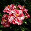 FNOIHMN granello di Ibisco- perenne resistente，Hibiscus rosa-sinensis