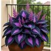 UVJGNDF Raro Hosta, Perenne, Resistente - Giardini e Balconi, Adatto per uso interno ed esterno-4bulbi-G