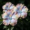FNOIHMN granello di Ibisco- perenne resistente，Hibiscus rosa-sinensis