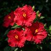 FNOIHMN granello di Ibisco- perenne resistente，Hibiscus rosa-sinensis