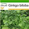 SAFLAX - Albero dei ventagli - 4 semi - Con substrato - Ginkgo biloba