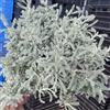 Generic Santolina chamaecyparissus, santolina giardino sul balcone, per gli amanti tappezzante per aiuole, resistente ornamentali, decorazioni 350semi