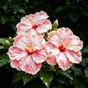 FNOIHMN granello di Ibisco- perenne resistente，Hibiscus rosa-sinensis