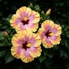 FNOIHMN granello di Ibisco- perenne resistente，Hibiscus rosa-sinensis