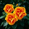 FNOIHMN granello di Ibisco- perenne resistente，Hibiscus rosa-sinensis