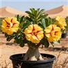 CUIKWA Una nuova preferita da scrivania/Rosa del Deserto/Tuberi di Rosa del Deserto/Facile da coltivare/Resistente al freddo e alla siccità-1 PCS-B