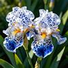 UIYERWC Iris - Perenni Resistenti, Effetto scenografico eccellente, Naturali e biologiche, Adatte ai giardini all'aperto-4Rizomi-A