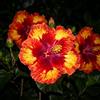 FNOIHMN granello di Ibisco- perenne resistente，Hibiscus rosa-sinensis