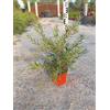 VIVAIO GARDEN FOREST Scovolino Callistemon Captain Cook Vaso 18 cm | Arbusto da Fiore, Sempreverde