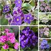 Generic violetta africana di coperto resistenti copertura terreno di 80semi