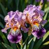 UIYERWC Iris - Perenni Resistenti, Effetto scenografico eccellente, Naturali e biologiche, Adatte ai giardini all'aperto-4Rizomi-C