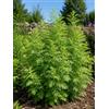 SaatPilot | Artemisia annua | 3.000 semi | Assenzio annuale | Qing Hao | Artemisia annuale | Pianta annuale aromatica | Semi molto fini
