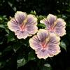 FNOIHMN granello di Ibisco- perenne resistente，Hibiscus rosa-sinensis