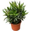 Vivaio di Castelletto Oleandro Bicolor Nerium Oleander 2 colori casuali - Vaso Ø14 cm da Esterno