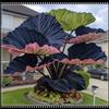IEFDFRHY Rara e imponente Orecchia di elefante - perfetta per piantagioni vicino a specchi d'acqua o per abbellire piccoli cortili; crescita vigorosa-8 Elephant Ear-D