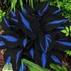 UVJGNDF Raro Hosta, Perenne, Resistente - Giardini e Balconi, Adatto per uso interno ed esterno-4bulbi-D