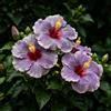 FNOIHMN granello di Ibisco- perenne resistente，Hibiscus rosa-sinensis