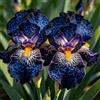 UIYERWC Iris - Perenni Resistenti, Effetto scenografico eccellente, Naturali e biologiche, Adatte ai giardini all'aperto-4Rizomi-H