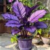 IEFDFRHY Rara e imponente Orecchia di elefante - perfetta per piantagioni vicino a specchi d'acqua o per abbellire piccoli cortili; crescita vigorosa-6 Elephant Ear-B