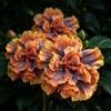 FNOIHMN granello di Ibisco- perenne resistente，Hibiscus rosa-sinensis