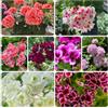 Generic geranio Facile coltivare Facile curare crescita giardino 800semi