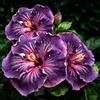 FNOIHMN granello di Ibisco- perenne resistente，Hibiscus rosa-sinensis
