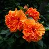 FNOIHMN granello di Ibisco- perenne resistente，Hibiscus rosa-sinensis
