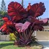 IEFDFRHY Rara e imponente Orecchia di elefante - perfetta per piantagioni vicino a specchi d'acqua o per abbellire piccoli cortili; crescita vigorosa-4 Elephant Ear-A