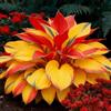 UVJGNDF Raro Hosta, Perenne, Resistente - Giardini e Balconi, Adatto per uso interno ed esterno-4bulbi-B