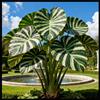IEFDFRHY Rara e imponente Orecchia di elefante - perfetta per piantagioni vicino a specchi d'acqua o per abbellire piccoli cortili; crescita vigorosa-4 Elephant Ear-G