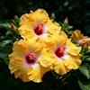 FNOIHMN granello di Ibisco- perenne resistente，Hibiscus rosa-sinensis