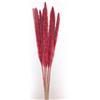 MERCURY S.R.L. Stelo Pampas Rosso di Natale 70cm - La Magia di Natale con Colore e Stile a Casa Tua