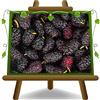 EURO PLANTS VIVAI Gelso Pianta di Gelsi Nero Pianta da Frutto Età 4 Anni | Antica varietà - Vaso 26 cm Altezza 150-180 cm