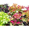 Legutko Fiamma Semi di nettle - Coleus blumei