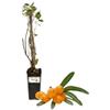 P. Piantine da Orto | Olivello Spinoso - Orange Energy Hippophae Rhamnoides, Vaso Diametro 22 cm, Pianta Pronta per il Trapianto, Pianta Vera da Esterno, Frutti Esotici, Vivaio Italiano