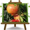 EURO PLANTS VIVAI Melograno Mollar Pianta da Frutto Antico Età 4 Anni | Varietà Antica - Vaso 26 cm Altezza 180-200 cm