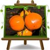 EURO PLANTS VIVAI Kaki Mela Varietà Jiro Pianta da Frutto Età 4 Anni | Antica Varietà - Vaso 26 cm Altezza 160 cm