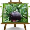 EURO PLANTS VIVAI Melograno Frutto Nero Dolce Pianta da Frutto | Pianta rustica ornamentale e produttiva - Vaso 20 cm - Altezza: 130~150 cm