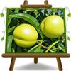 EURO PLANTS VIVAI Pesco Pesche Crasiommolo Pianta da Frutto Età 2 Anni | Nettarine a Polpa Bianca - Vaso 20 cm Altezza 150-170 cm