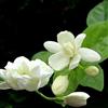 Generic Portal Cool 20 pezzi a arabo del gelsomino Sambac bianco Arbusto graines de fleurs decorazione