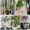 Generic 100 Pc Semi Di Gelsomino Resistenti - Regali Insoliti, Copertura Del Terreno, Perenne Resistente Semi Di Piante Di Gelsomino, Fiori Decorativi, Semi Di Bonsai Decorazione Da Giardino