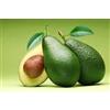 SVI seme dell'albero 10 di avocado